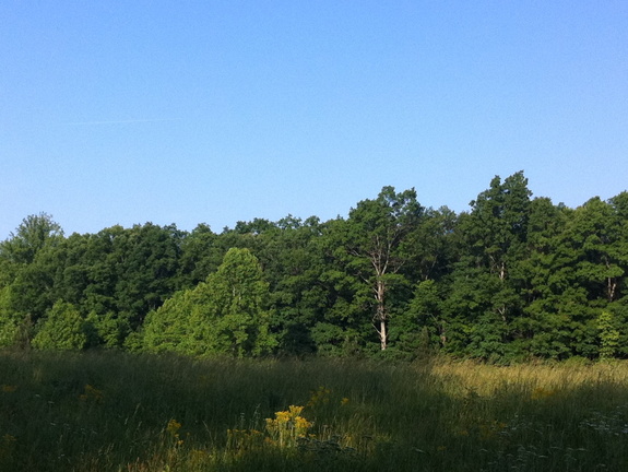 Field at sunrise, Big South Fork - 41